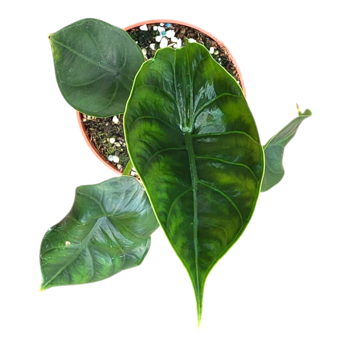 <h4>Alocasia Green Unicorn</h4>