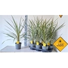 Cord Aus Variegat
