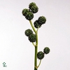 Sparganium Erectum 80cm