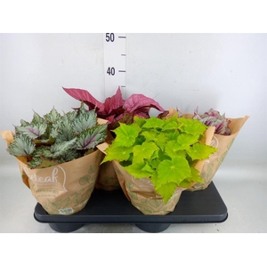 Begonia BD 'Beleaf'   ...mix