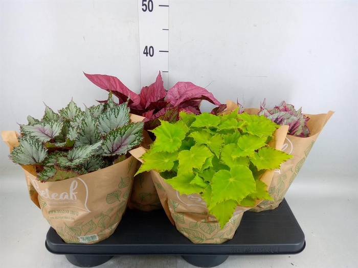 <h4>Begonia BD 'Beleaf'   ...mix</h4>