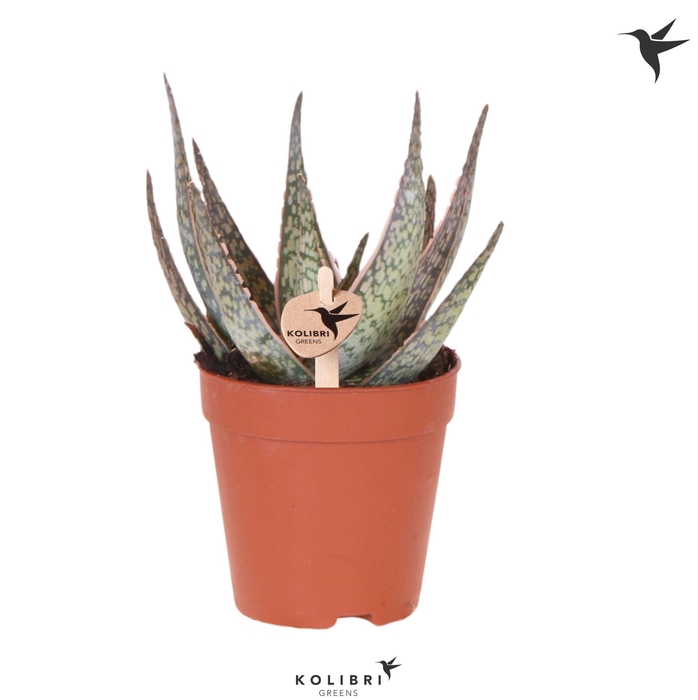 <h4>Kolibri Greens Succulenten Aloë Cayuga</h4>