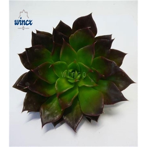 Echeveria Black Prince Cutflower