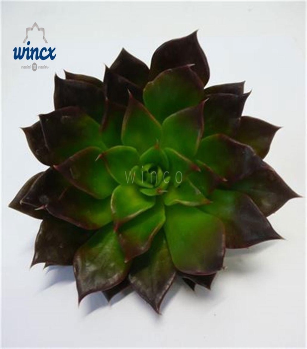 <h4>Echeveria Black Prince Cutflower</h4>
