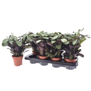 Ctenanthe Amagris