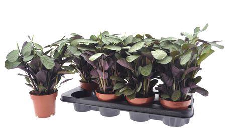 <h4>Ctenanthe Amagris</h4>