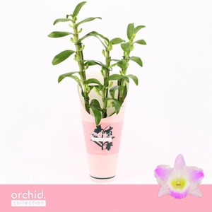 Dendrobium Nobilé, Pandora 3-spike 'Orchid Collection' Potcover