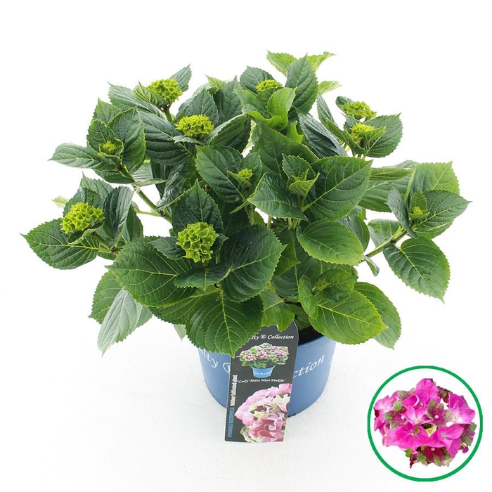 <h4>Hydrangea macr. Royalty® 'Lady Mata Hari'® Roze C5 (23cm.) Kn.</h4>