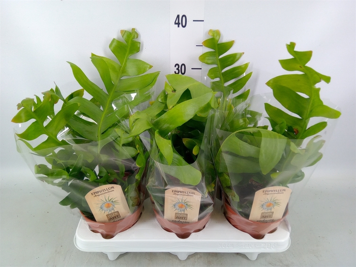 <h4>Epiphyllum   ...</h4>