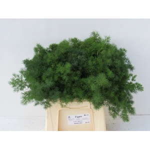 Asp Umbellatus 40 Cm