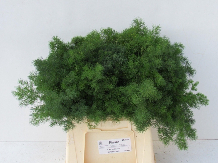 <h4>Asp Umbellatus 40 Cm</h4>