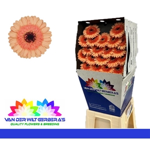 Germini Oreo Diamond