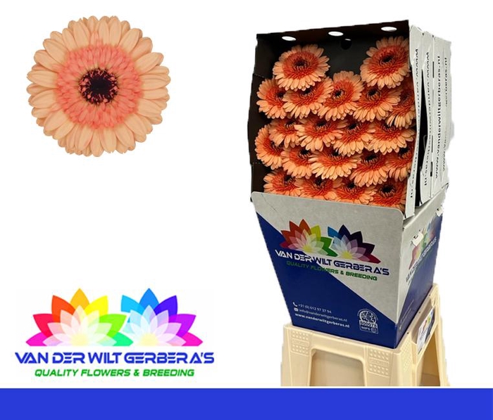 <h4>Germini Oreo Diamond</h4>