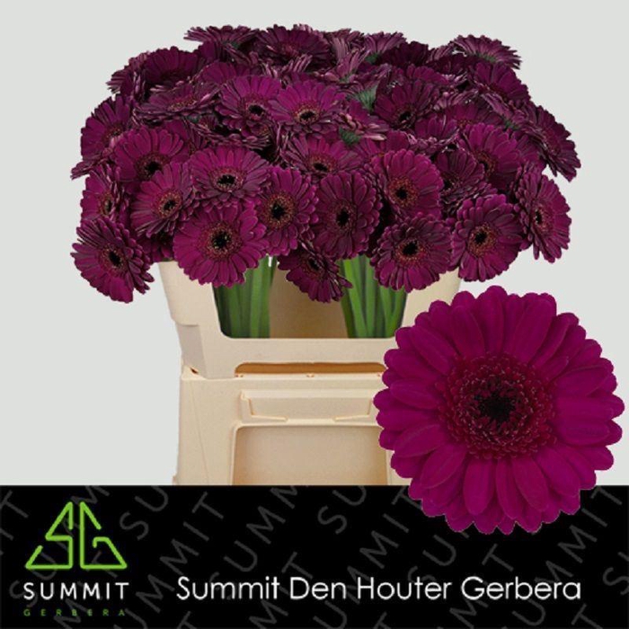 <h4>Gerbera MI 'Impact'</h4>