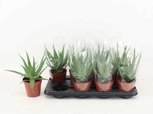 <h4>ALOE ARBORESCENS</h4>
