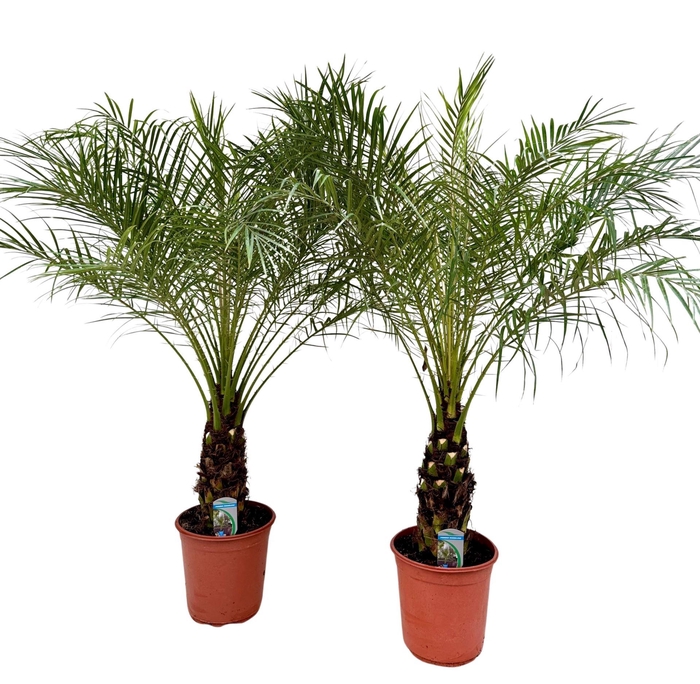 <h4>Phoenix roebelenii</h4>