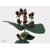 HYPERICUM MAGICAL CHERRY