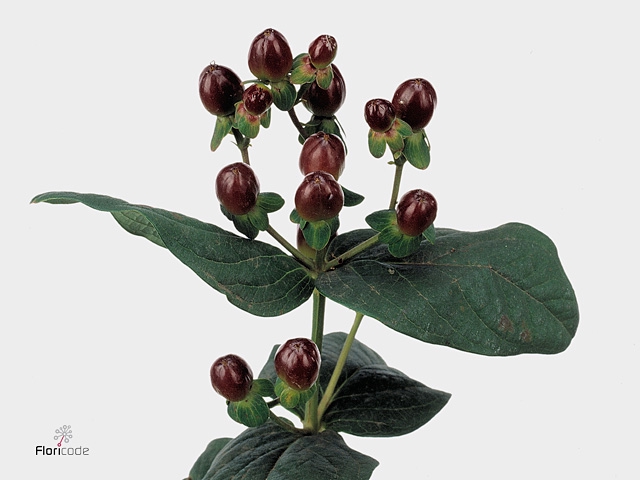 HYPERICUM MAGICAL CHERRY