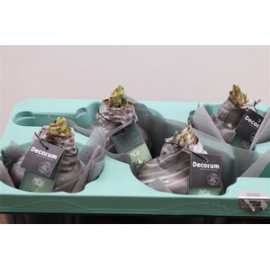 Wax Hipp Artooz Earth Black Xxl