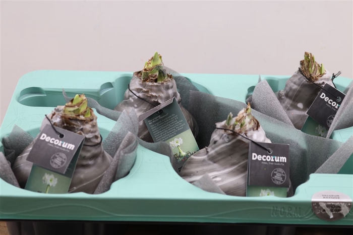 <h4>Wax Hipp Artooz Earth Black Xxl</h4>