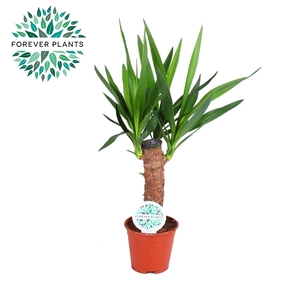 Yucca p14, 30 cm (2+ KOP)