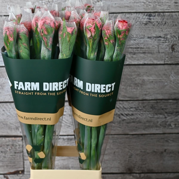 <h4>ALSTRO FASHIONISTA PINK 70GR</h4>