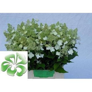 Hydr Paniculata Kyushu Leijsen