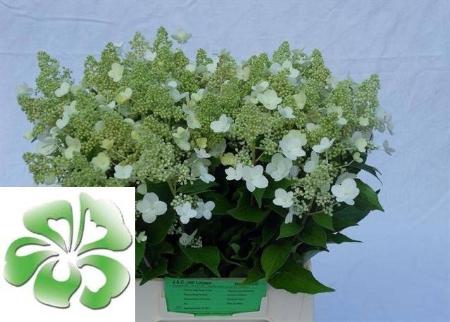 <h4>Hydr Paniculata Kyushu Leijsen</h4>