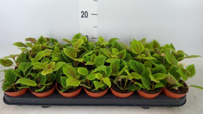 <h4>Pilea mollis 'Moon Valley'</h4>