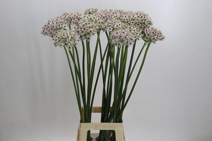 <h4>Allium  'Silverspring'</h4>
