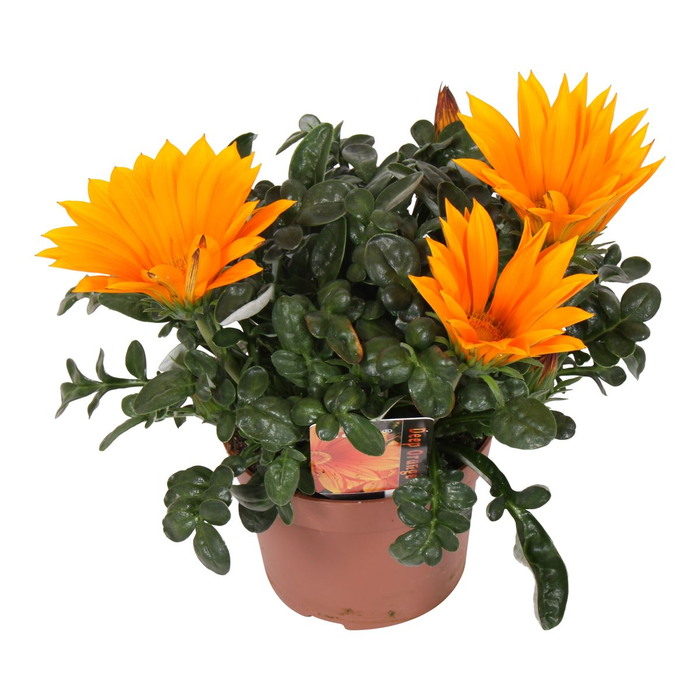 Gazania Giant Deep Orange Decorum