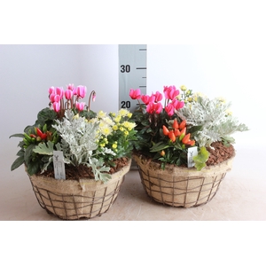 ARR TUINPLANTEN