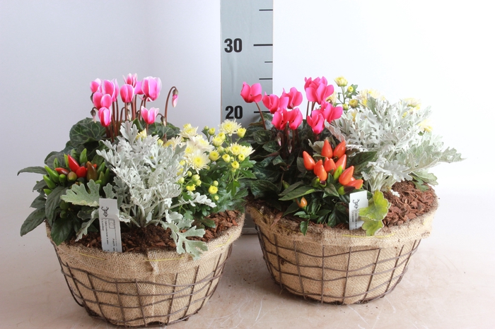 <h4>ARR TUINPLANTEN</h4>