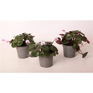 Cyclamen coum Light Rose 10,5 cm