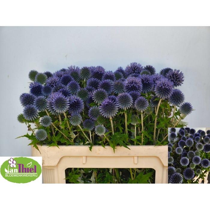 <h4>ECHIN BA BLUE GLOBE</h4>