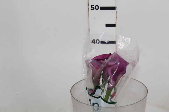 <h4>CALLA DURBAN</h4>