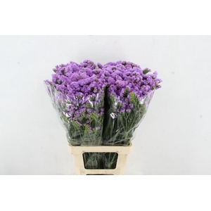 STATICE LAVANDER