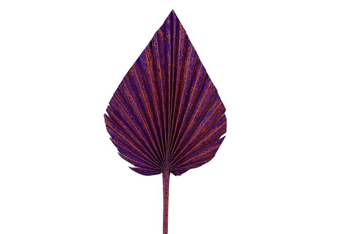 <h4>Dried Artz Palm Spear Xl Vermeer P Stem</h4>