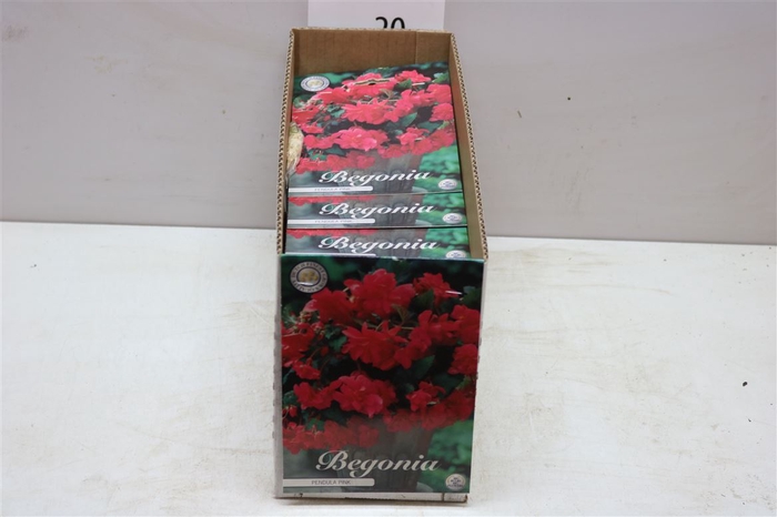 <h4>Bol Begonia Pendula Roze 10 Zakjes X3</h4>