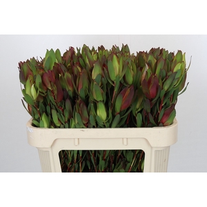 Leucadendron Senorita Spray