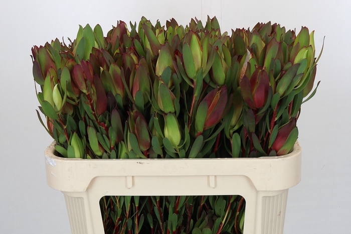 Leucadendron Senorita Spray