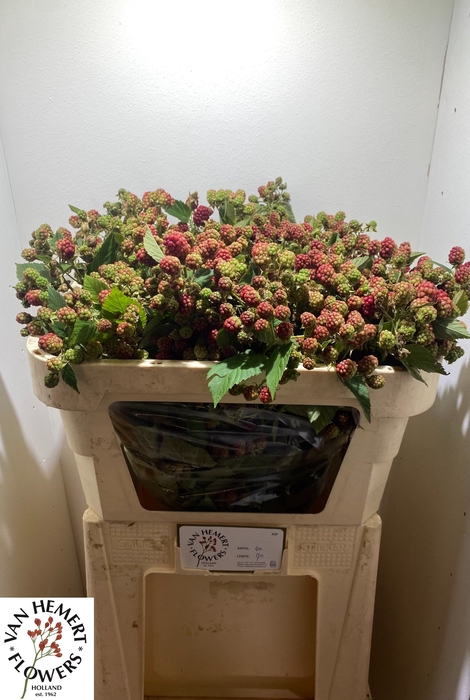 <h4>RUBUS FR CHESTER</h4>