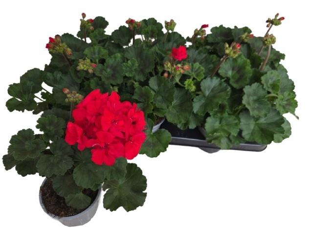 <h4>PEL ZON P TAN D RED</h4>