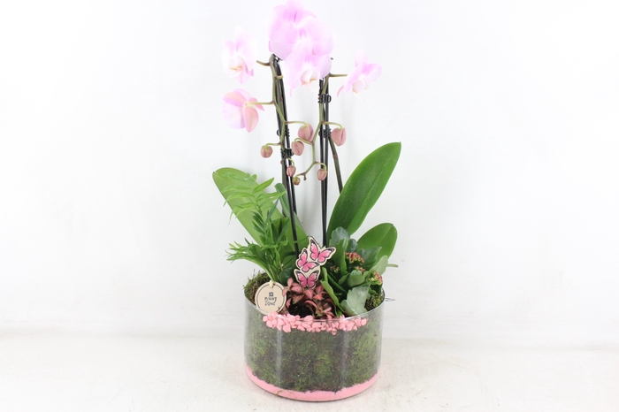 <h4>arr2 PL - Glas cilinder Phal - roze</h4>