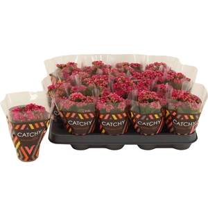 Kalanchoe Calandiva Garbo