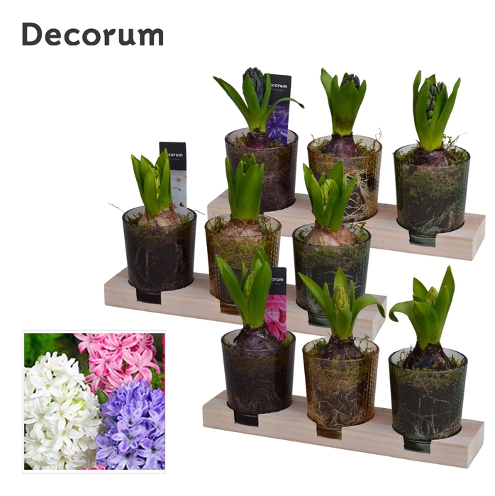 <h4>Hyacint Triple Glass on Wood HL13720 [LOVELY COLORS]</h4>