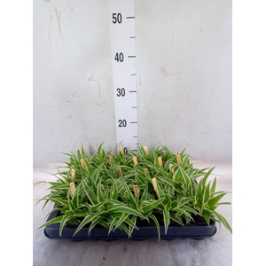 Chlorophytum com. 'Ocean'