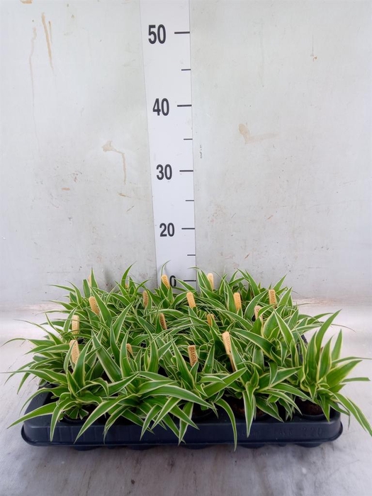 <h4>Chlorophytum com. 'Ocean'</h4>