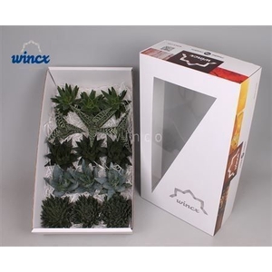 Aloe Mix (wincx) Cutflower