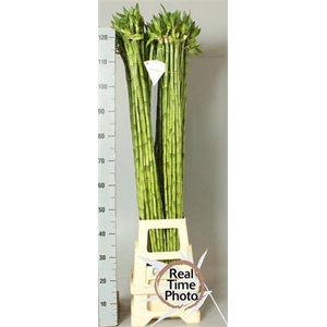 Drac Recht Lucky Bamboo